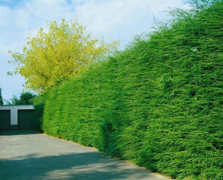 Im Bild ist eine dichte, grüne Hecke entlang einer Einfahrt zu sehen.