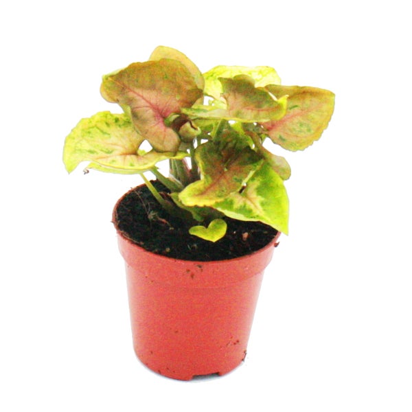 Mini-Pflanze Syngonium Purpurtute Ideal für kleine Schalen und Gläser Baby-Plant im 5,5cm Topf