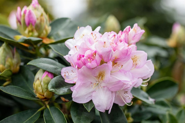Rhododendron Hybr. 'Genoveva', Rhododendron, 30–40 cm