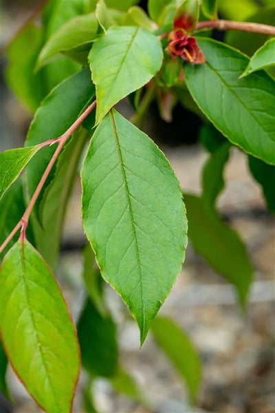 Nahaufnahme von grünen Blättern einer Pflanze