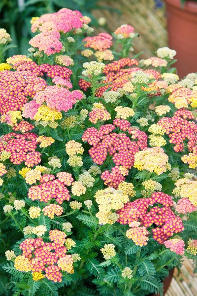 Achillea millefolium 'Summer Pastels', Schafgarbe, bunt, ca. 9x9 cm Topf