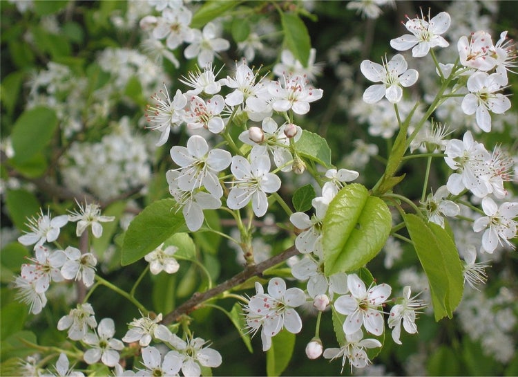 SAFLAX Garden to go - Felsenkirsche - Prunus mahaleb - 30 Samen - Mit Topf, Klima - Deckel und Anzuchtsubstrat