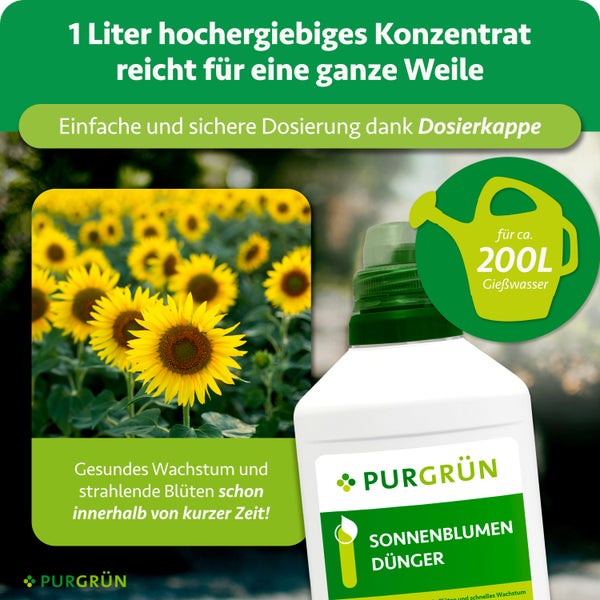 Purgrün Sonnenblumendünger Konzentrat, 1 Liter Flasche mit Dosierkappe für circa 200 Liter Gießwasser, neben Sonnenblumen.