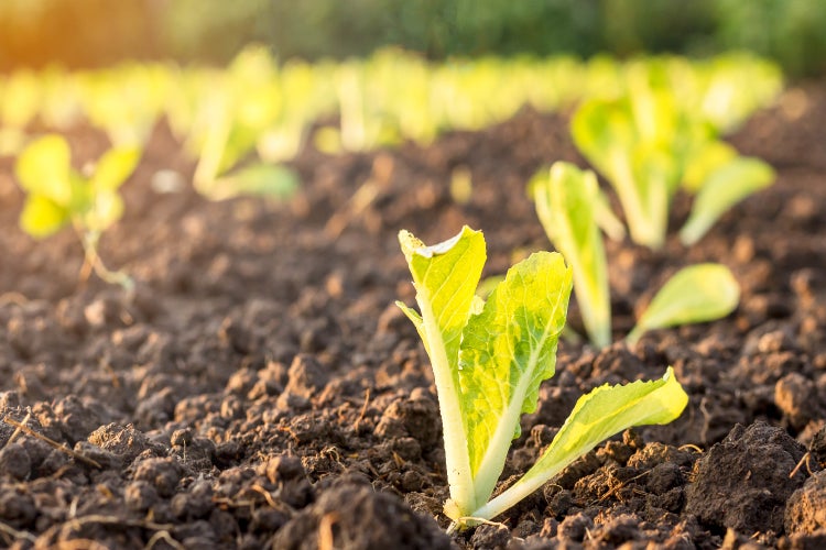 SAFLAX Garden to go - BIO - Chinakohl - Granat - Brassica rapa ssp. pekinensis - 40 Samen - Mit Topf, Klima - Deckel und Anzuchtsubstrat