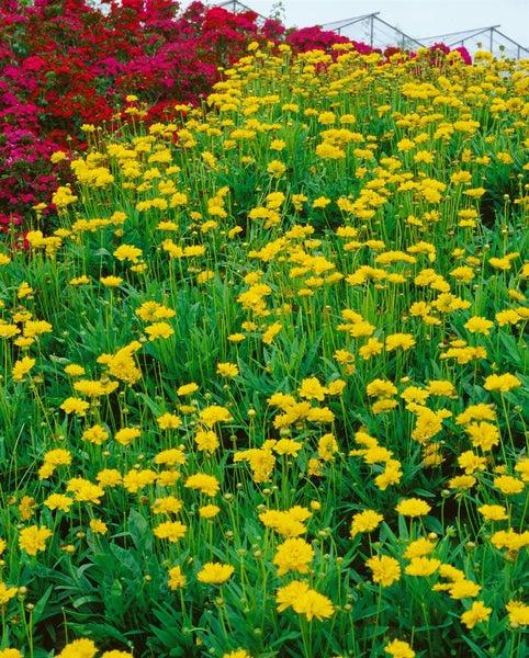Coreopsis grandiflora 'Early Sunrise', Mädchenauge, gelb, ca. 9x9 cm Topf