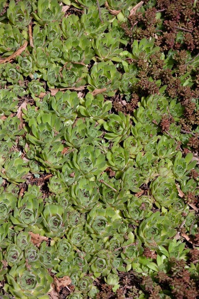 Sedum pachyclados, Teppich-Fetthenne, ca. 9x9 cm Topf, sukkulent