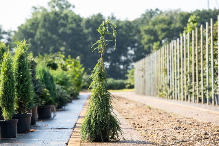 Tsuga canadensis 'Pendula', Kanadische Hemlocktanne, 60–80 cm