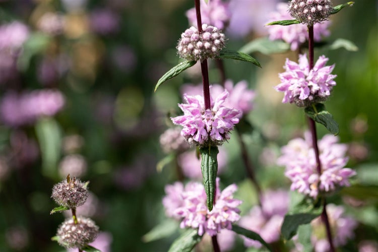 Nahaufnahme von Ziestblüten im Garten