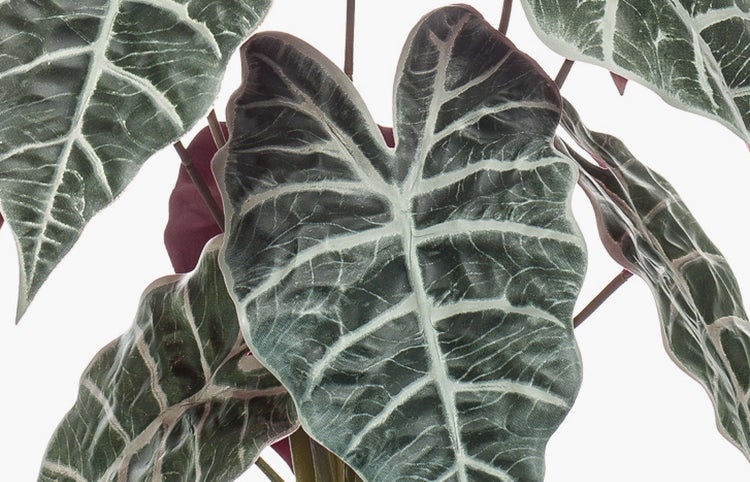 Nahaufnahme der Blätter einer Alocasia Zimmerpflanze mit markanten Blattadern