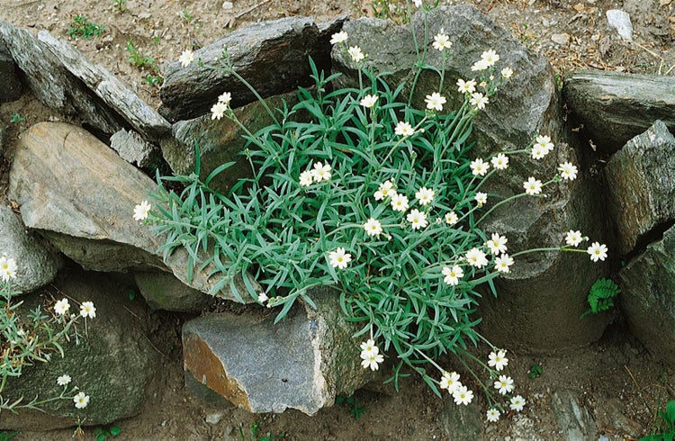 Cerastium tomentosum, Silberteppich, weiß, ca. 9x9 cm Topf