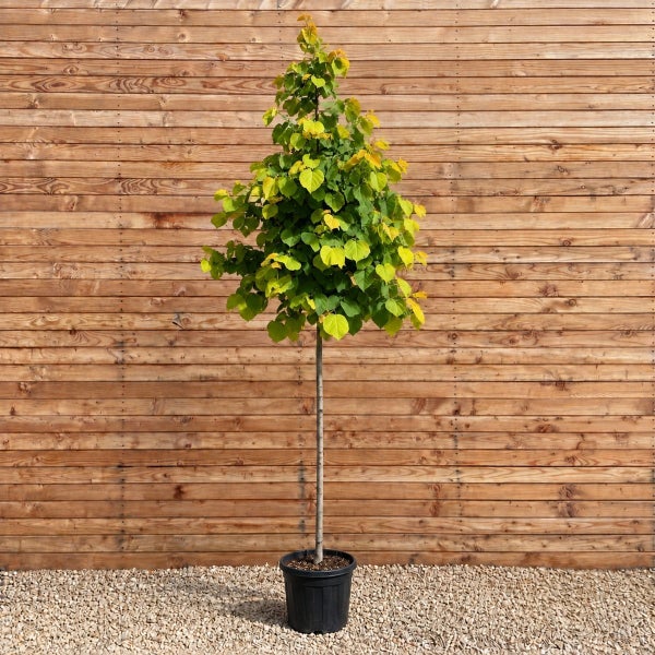Ein hochstämmiger Cercis canadensis Eternal Flame im Kunststofftopf vor einer Holzfassade.