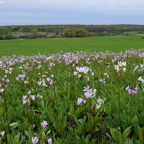 Eine Wiese mit blühenden Präriekerzen im Hintergrund.