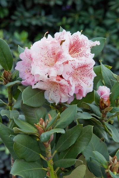 Rhododendron Hybr. 'Double Dots', rosa-weiß, 30–40 cm