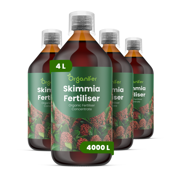 Organifer Skimmia Dünger, organisches Flüssigdüngerkonzentrat für 4000 Liter, Set aus vier Flaschen, insgesamt 4 Liter.