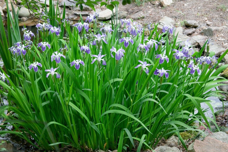 Iris ensata, Japanische Sumpf-Schwertlilie, ca. 9x9 cm Topf
