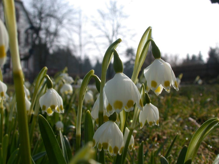Märzbecher mit weißen Blüten und gelben Punkten