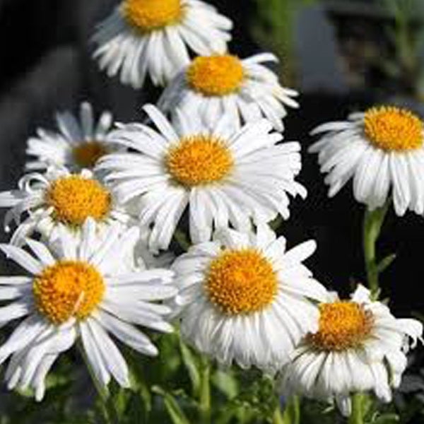 Nahaufnahme von Margeritenblüten mit weißen Blütenblättern und gelben Blütenkörben