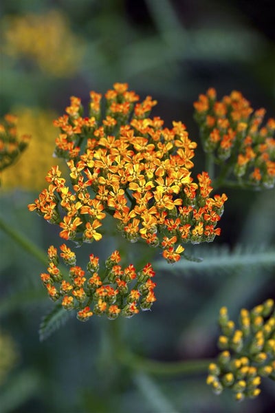 Achillea millefolium, Schafgarbe, ca. 9x9 cm Topf, robust