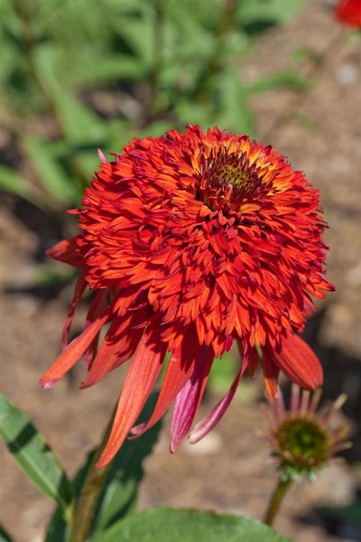 Nahaufnahme einer einzelnen, roten Echinacea Blüte im Garten.