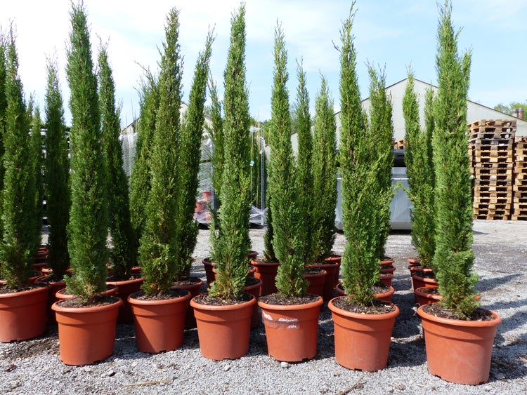 Mehrere schmale Mittelmeer-Zypressen in rötlichen Kunststofftöpfen auf einer Kiesfläche im Außenbereich einer Gärtnerei.