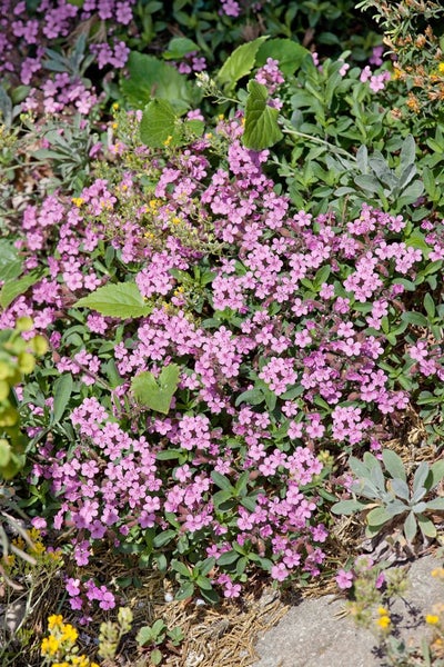 Nahaufnahme von Nelken Polsterphlox mit kleinen, rosa Blüten und grünen Blättern.