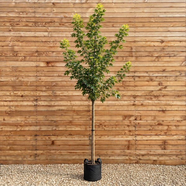 Junger Ahornbaum als Hochstamm in einem schwarzen Pflanzcontainer vor einer Holzwand.