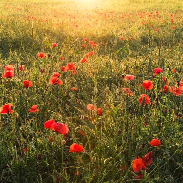 Mohnblumenfeld im hellen Sonnenlicht