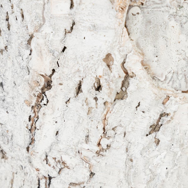 Nahaufnahme von weißer Baumrinde mit rauer Textur