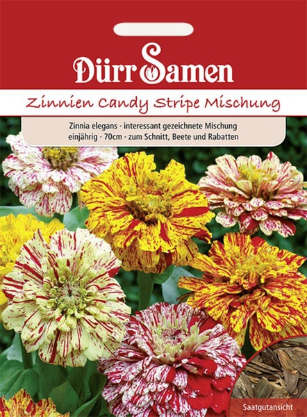 Saatgutpackung Dürr Samen Zinnien Candy Stripe Mischung, einjährige Zinnia elegans, 70 Zentimeter hoch, gestreifte Blüten für Beete und Schnitt.
