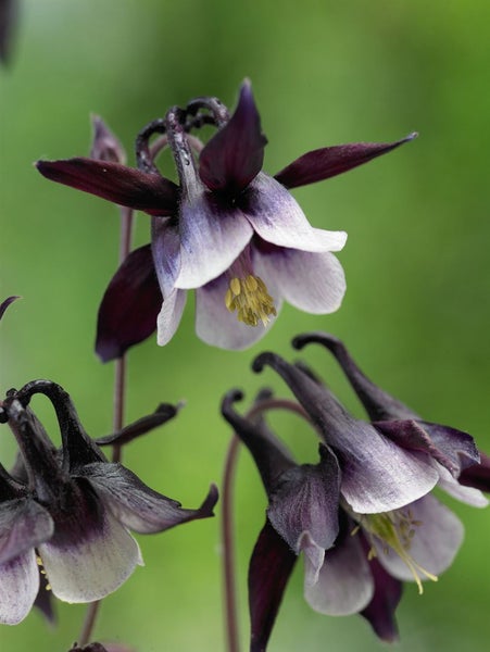 Aquilegia vulgaris 'William Guiness', Akelei, zweifarbig, ca. 9x9 cm Topf