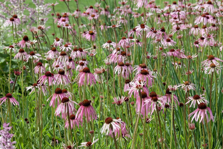 Echinacea pallida, blassrosa, ca. 9x9 cm Topf