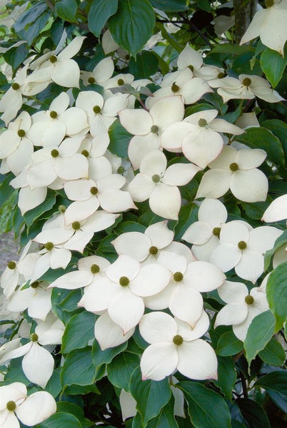Blütenstände des Blumen-Hartriegels mit weißen Blütenblättern und grünen Blättern