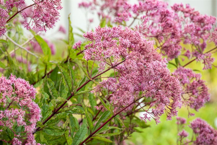 Eupatorium fistulosum 'Purple Bush', Purpurdost, purpur, ca. 11x11 cm Topf