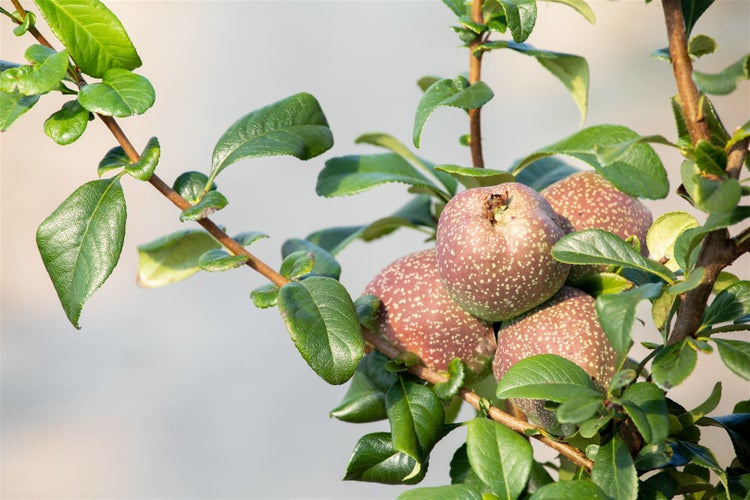 Chaenomeles 'Friesdorfer Typ 205', Zierquitte, 40–60 cm