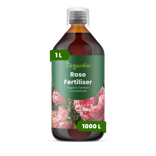 Vorher-Nachher-Vergleich einer Rose mit Organifer Dünger: zeigt die Entwicklung von der Knospe zur voll entwickelten Blüte.