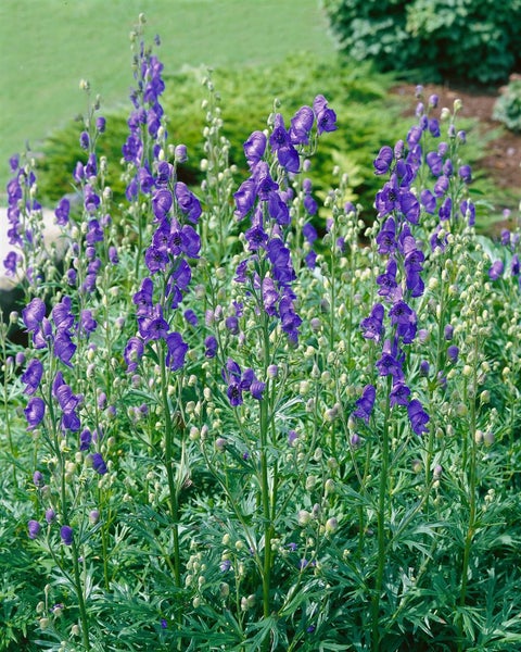 Aconitum napellus, Eisenhut, tiefblau, ca. 11x11 cm Topf