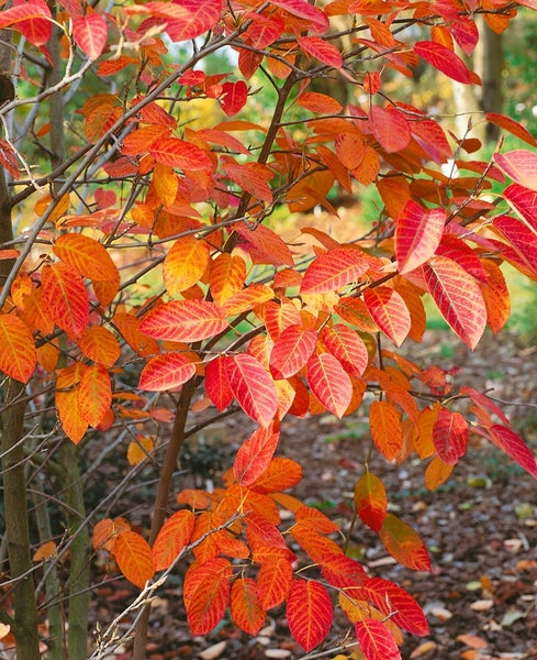 Amelanchier 'Oktober Flame' ®, Felsenbirne, leuchtend rot, 40–60 cm