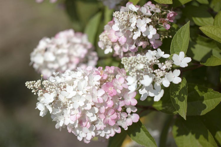 Hydrangea paniculata 'Pinky Winky', Rispenhortensie, zweifarbig, 40–60 cm