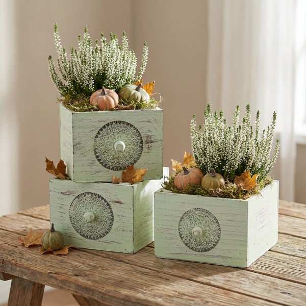 Drei quadratische Pflanzkisten aus Holz mit Ornamentmuster als herbstliche Dekoration bepflanzt mit Heidekraut und kleinen Zierkürbissen.