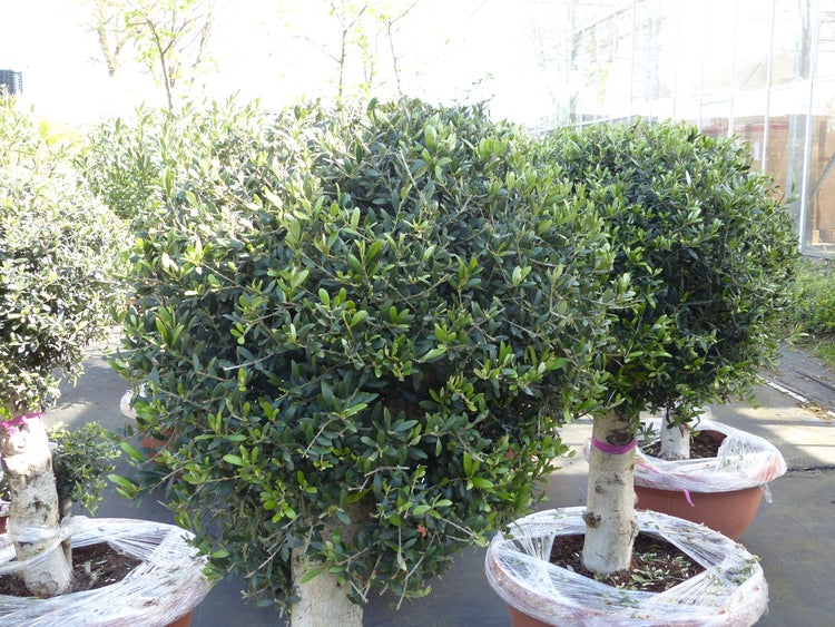 Bonsai Kugel Olivenbaum 140 - 170 cm knorrige urige Olive winterhart Olea Europaea Ölbaum