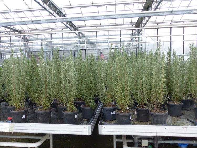 Mehrere aufrecht wachsende Rosmarinpflanzen in schwarzen Kunststofftöpfen, aufgereiht in einem hellen Gewächshaus mit Glaswänden.