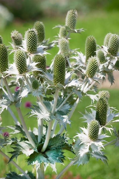 Eryngium giganteum, Edeldistel, silbrig, ca. 11x11 cm Topf