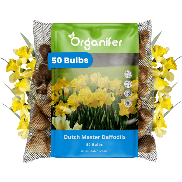 Packung mit 50 Narzissen Zwiebeln der Sorte Dutch Master von Organifer für die Gartenpflanzung.