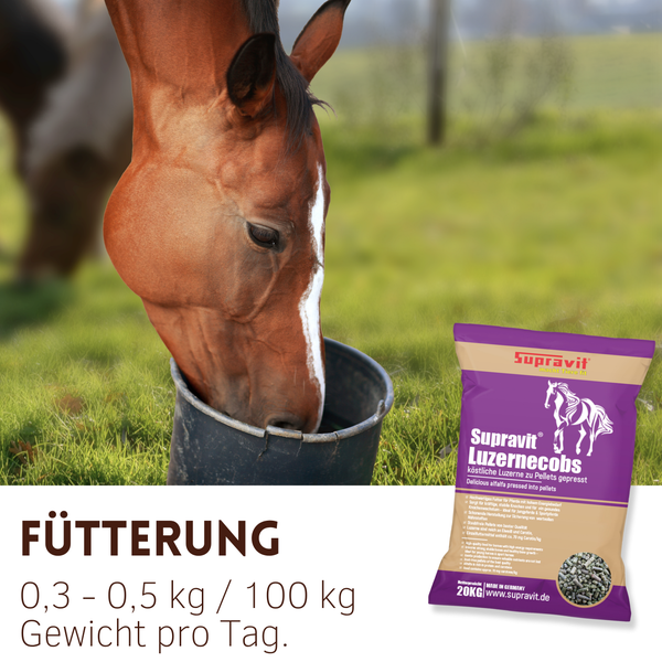 Pferd frisst Luzernecobs aus einem Eimer, im Hintergrund eine Packung Supravit Luzernecobs.