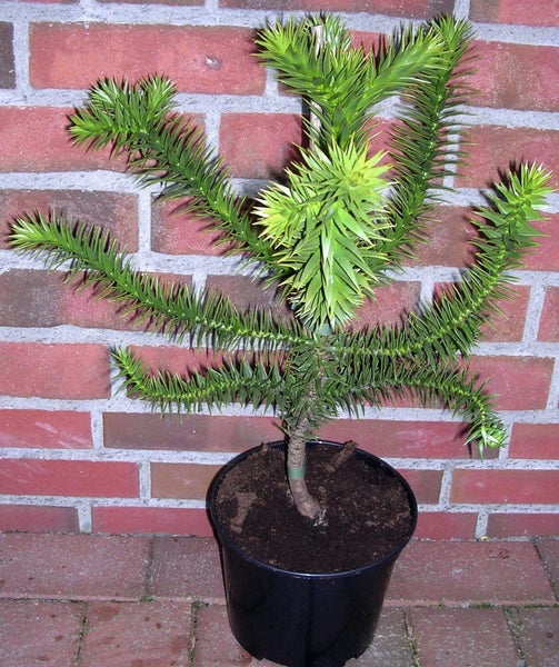 Araucaria araucana, Affenbaum, Andentanne, Höhe inkl. Topf: 70-80 cm