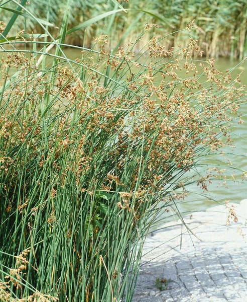 Scirpus lacustris, Teichbinse, ca. 9x9 cm Topf