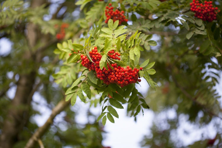 Sorbus aucuparia, Vogelbeere, 60–100 cm, robust und winterhart
