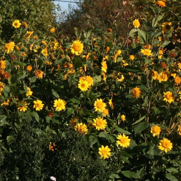 Sonnenblumenbeet mit vielen gelben Blüten im Garten.