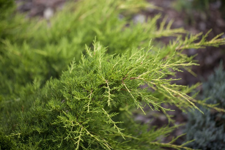 Juniperus pfitzeriana 'Gold Coast', Wacholder, goldgelb, ca. 9x9 cm Topf