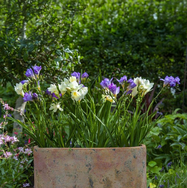 Bloomique - 50er-Mix - Freesien-Mix - Farbmischung - Blumenzwiebeln - mehrjährig - Sommerblüher - wird 30-45 cm groß